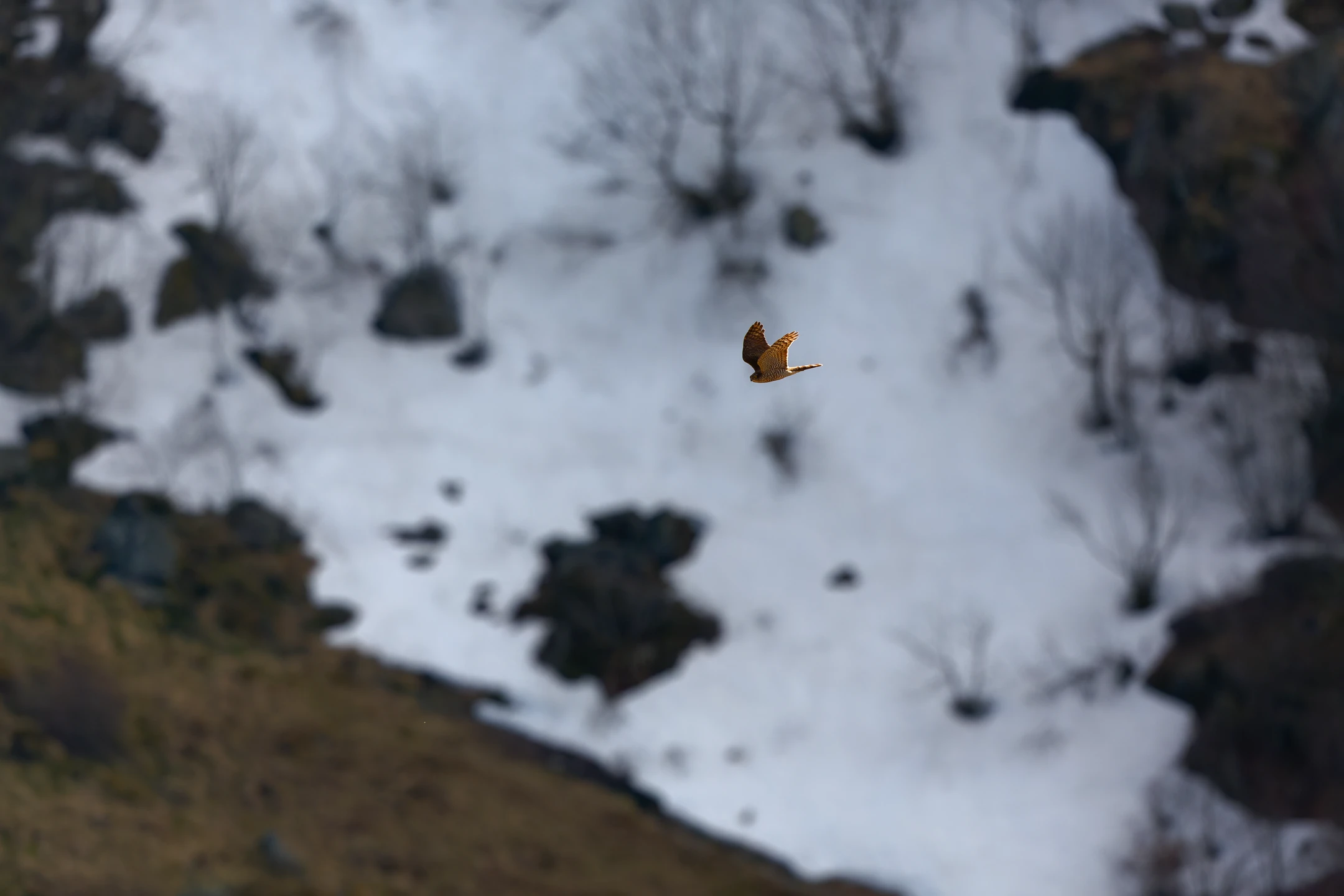Photo : Épervier d'Europe (Accipiter nisus) femelle en vol en hiver, Vosges.