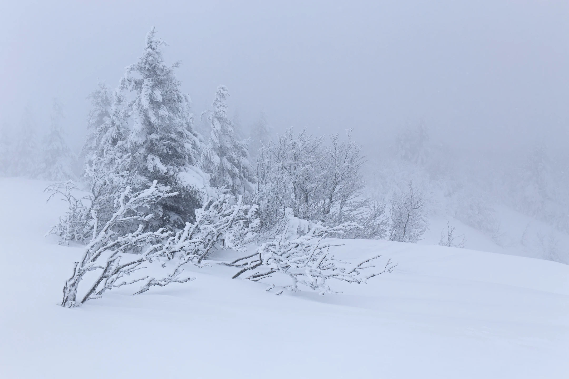 Photo : Brume épaisse sur la Martinswand de la réserve Naturelle du Frankenthal-Missheimle en hiver, Vosges.