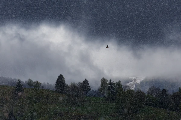 Photo : Décors de scène médiévale fantastique en hiver avec un oiseau survolant les Hautes Voges ressemblant à un dragon, Vosges.