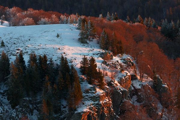 Photo : Belvédère des Trois Fours en hiver, sous une lumière pourpre matinale, Vosges.