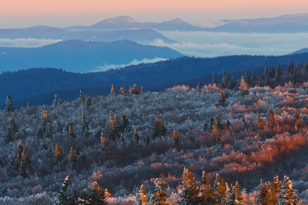 Photo : Réserve de biodiversité en hiver, baignée d'une belle lumière pourpre matinale, Vosges.