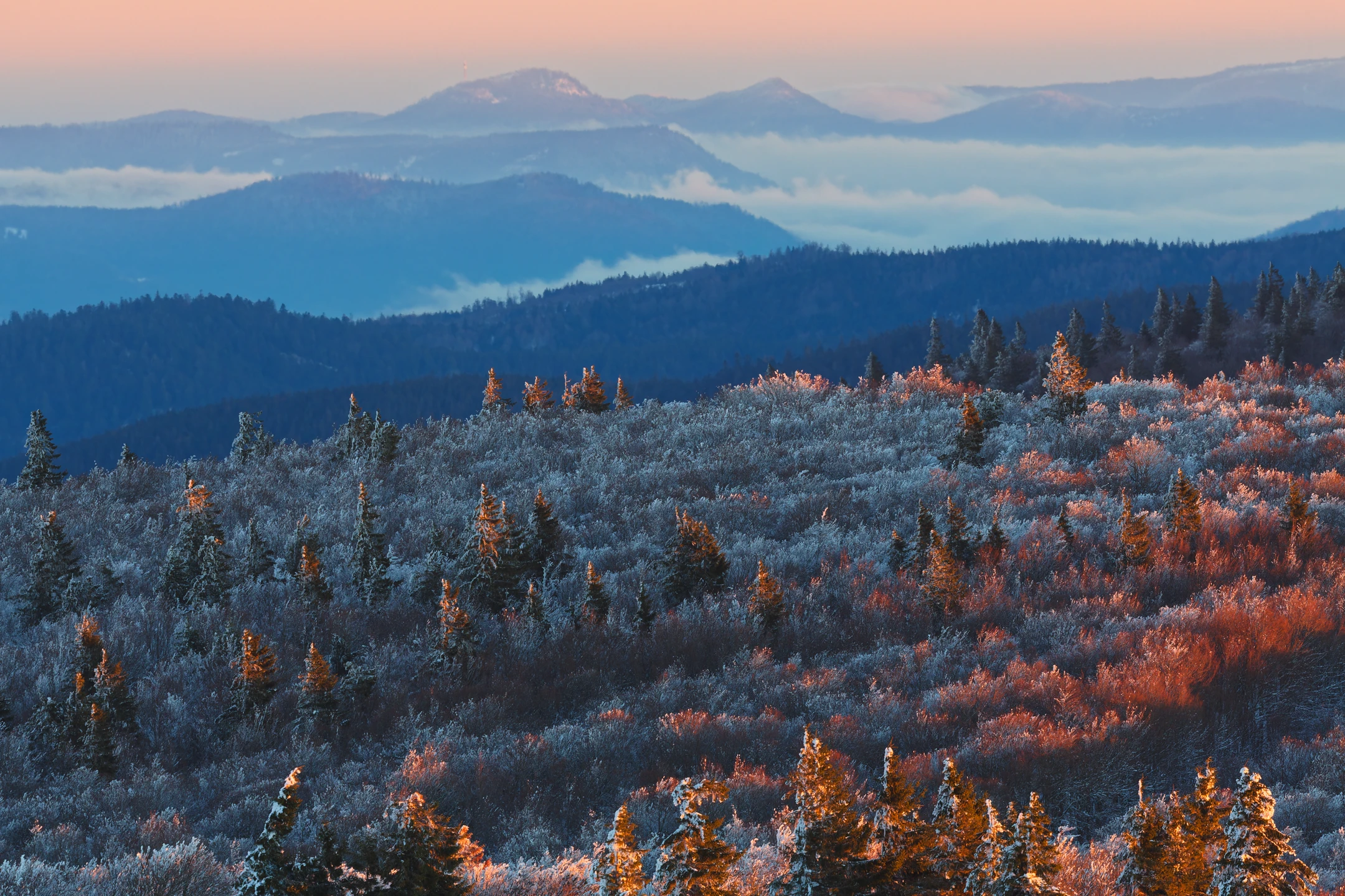 Photo : Réserve de biodiversité en hiver, baignée d'une belle lumière pourpre matinale, Vosges.