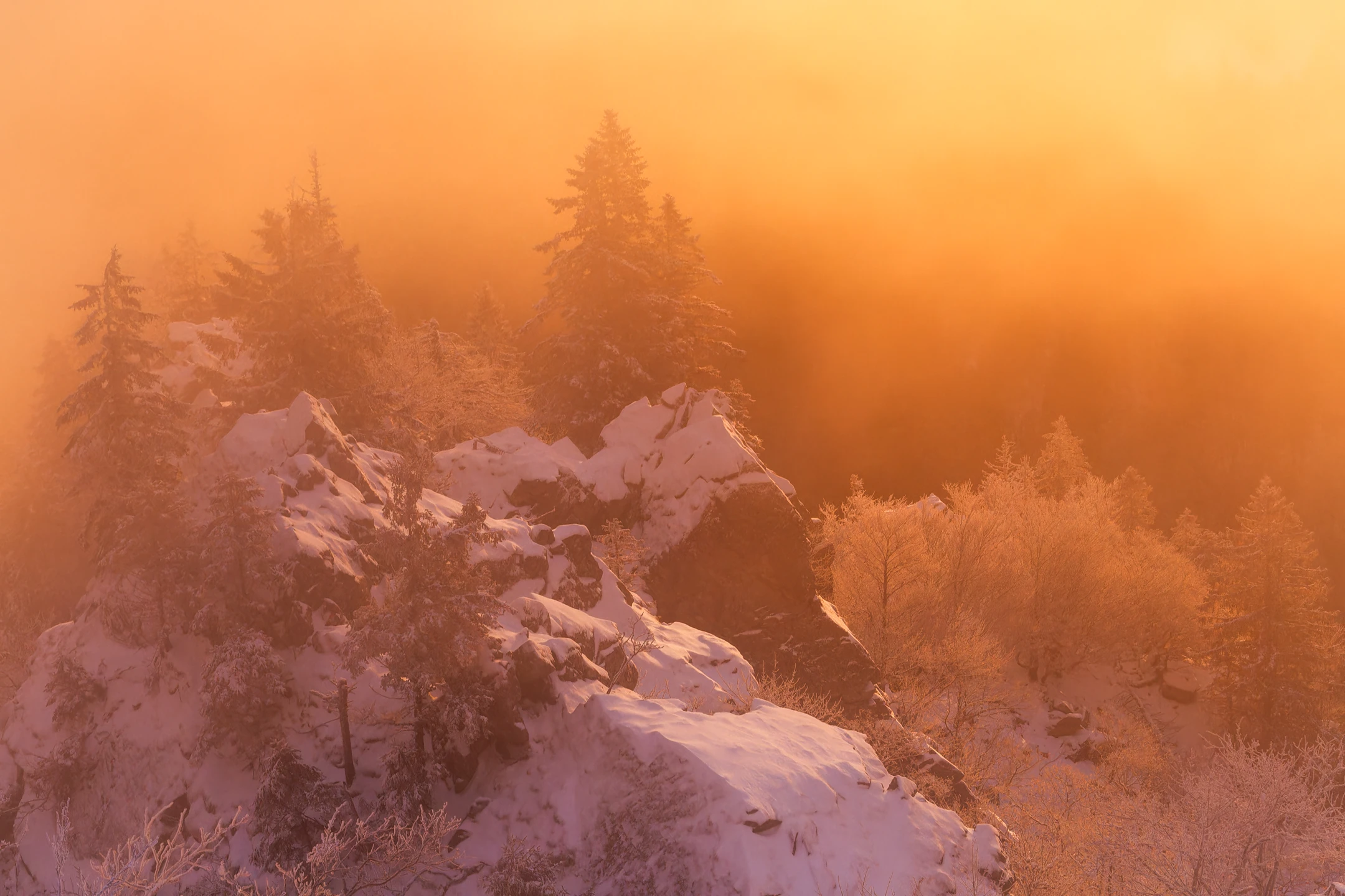 Photo : Brume hivernale orange extrême sur la Réserve Naturelle du Frankenthal, Vosges.