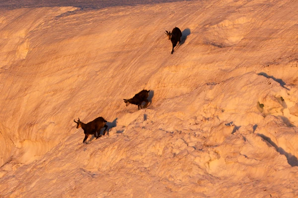 Photo : Chamois (Rupicapra rupicapra) au Kastelberg à l'aube en hiver, Vosges.