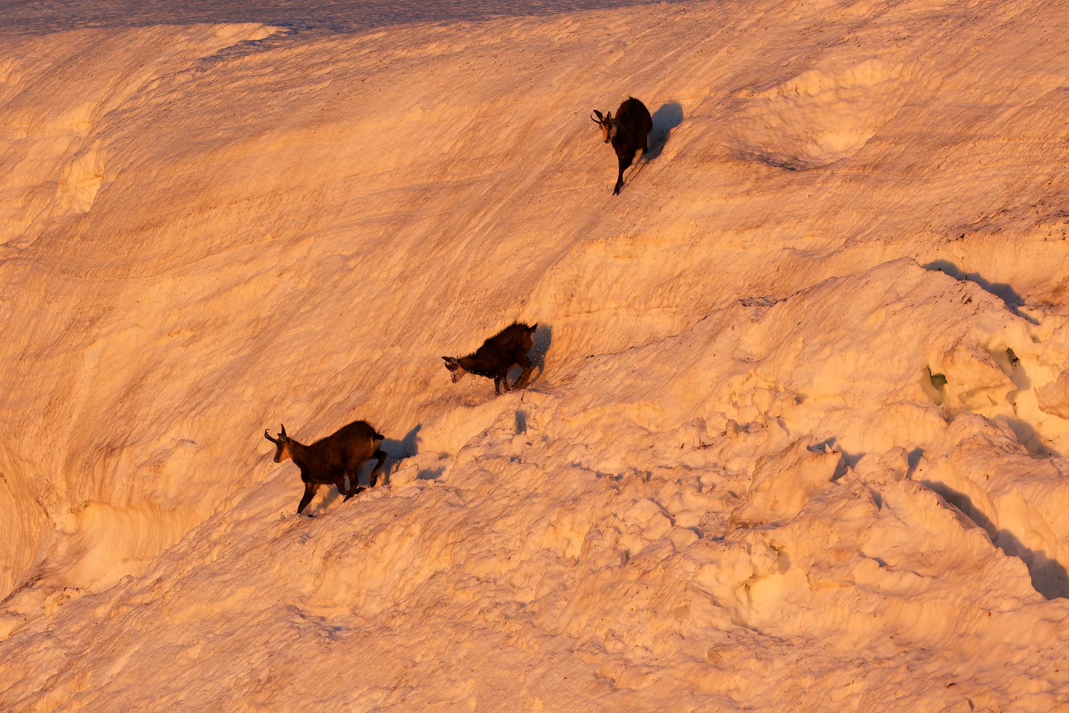 Photo : Chamois (Rupicapra rupicapra) au Kastelberg à l'aube en hiver, Vosges.