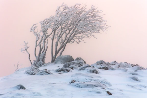 Photo : Hêtre tortillard sur la Martinswand, dans une pâle brume rose en hiver, Vosges.
