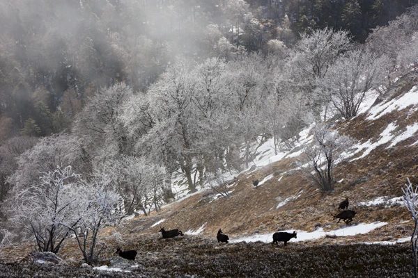 Photo : Harde de chamois (Rupicapra rupicapra) en hiver au cirque du Hohneck, Vosges.