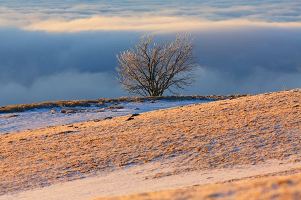 Photo : Arbuste esseulé et enneigé sur fond de mer de nuages au Kastelberg, Vosges.