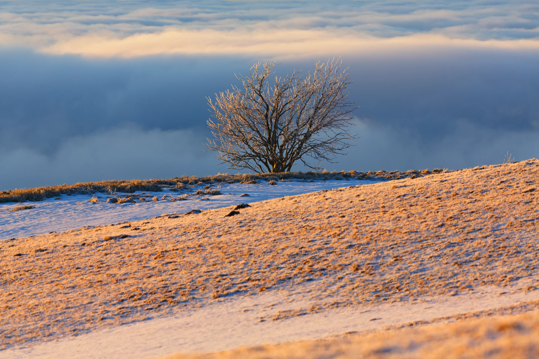 Photo : Arbuste esseulé et enneigé sur fond de mer de nuages au Kastelberg, Vosges.