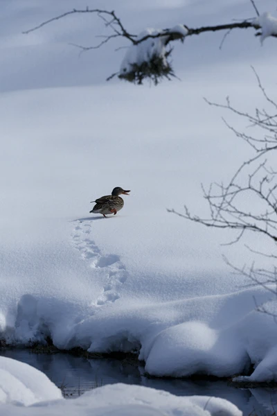Photo : Canard colvert (Anas platyrhynchos) sortant d'un ruisseau dans la neige à la tourbière de Machais, Vosges.
