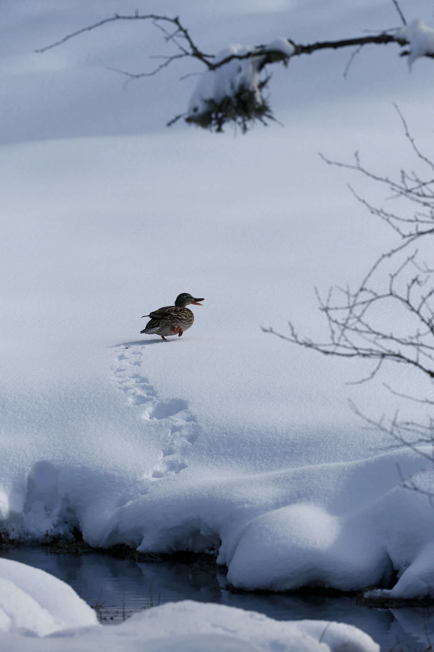Photo : Canard colvert (Anas platyrhynchos) sortant d'un ruisseau dans la neige à la tourbière de Machais, Vosges.