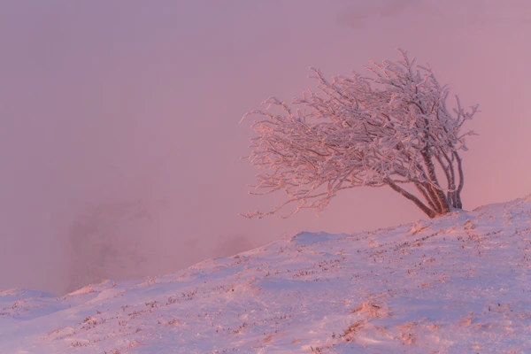 Photo : Petit hêtre tortillard dans le rose hivernal de l'aube à la Martinswand, Vosges.