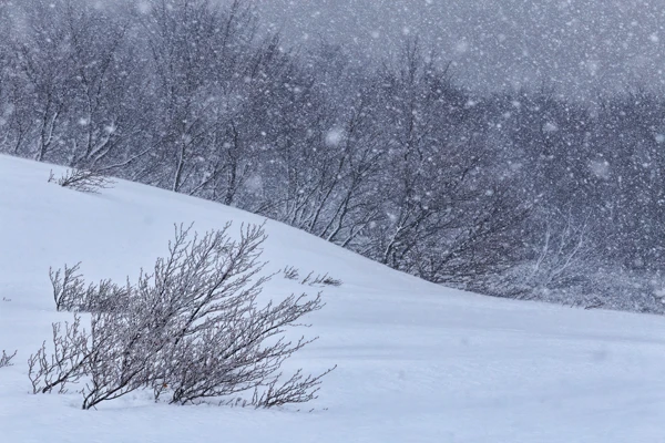 Photo : Paysage hivernal rappelant le Yin et Yang, Vosges.