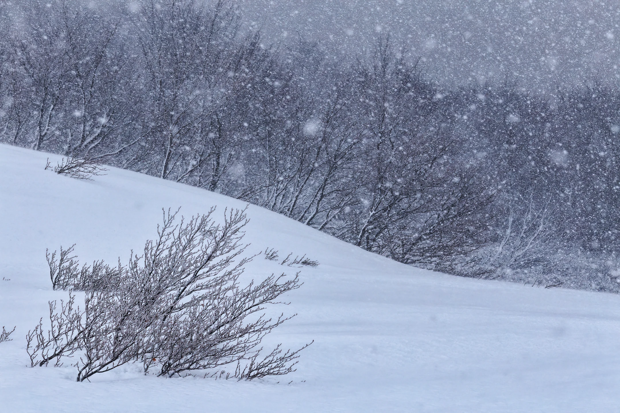 Photo : Paysage hivernal rappelant le Yin et Yang, Vosges.