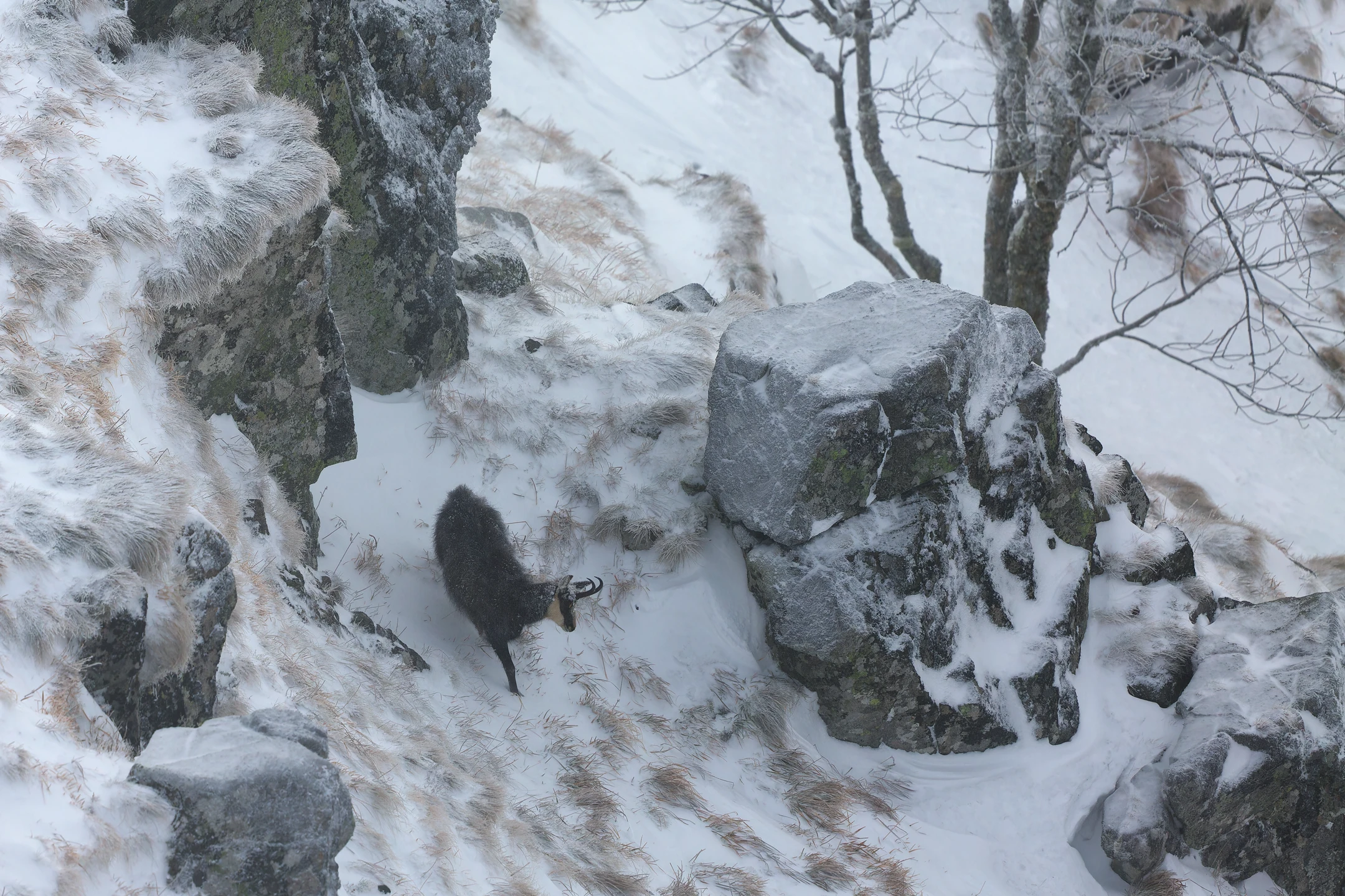 Photo : Chamois (Rupicapra rupicapra) dévalant une pente neigeuse au Kastelberg, Vosges.