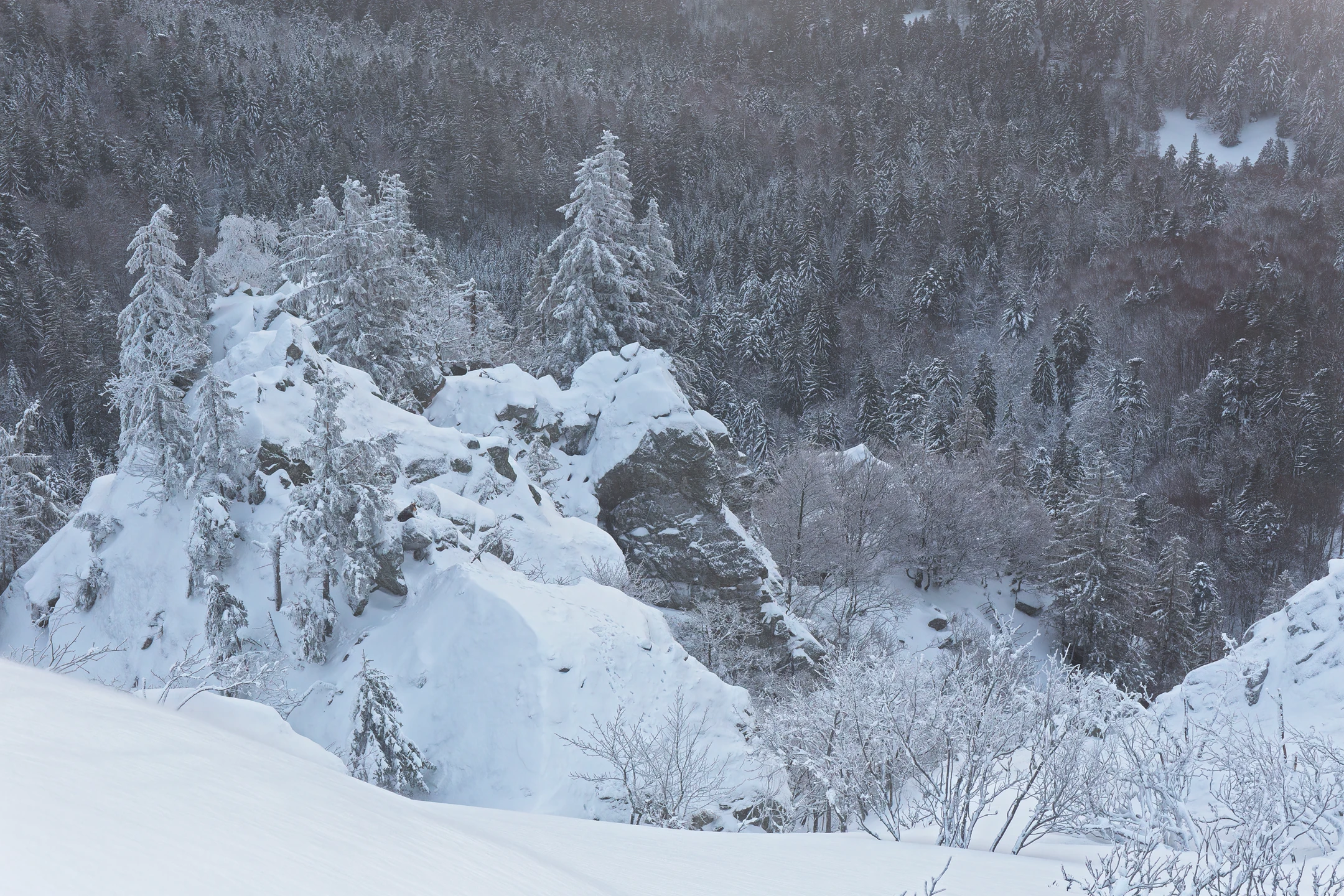 Photo : Promontoire enneigé de la Réserve Naturelle Nationale de Frankenthal-Missheimle, Vosges.