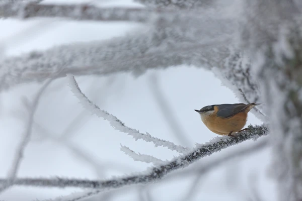 Photo : Sittelle torchepot (Sitta europaea) sur branche enneigée, Vosges.