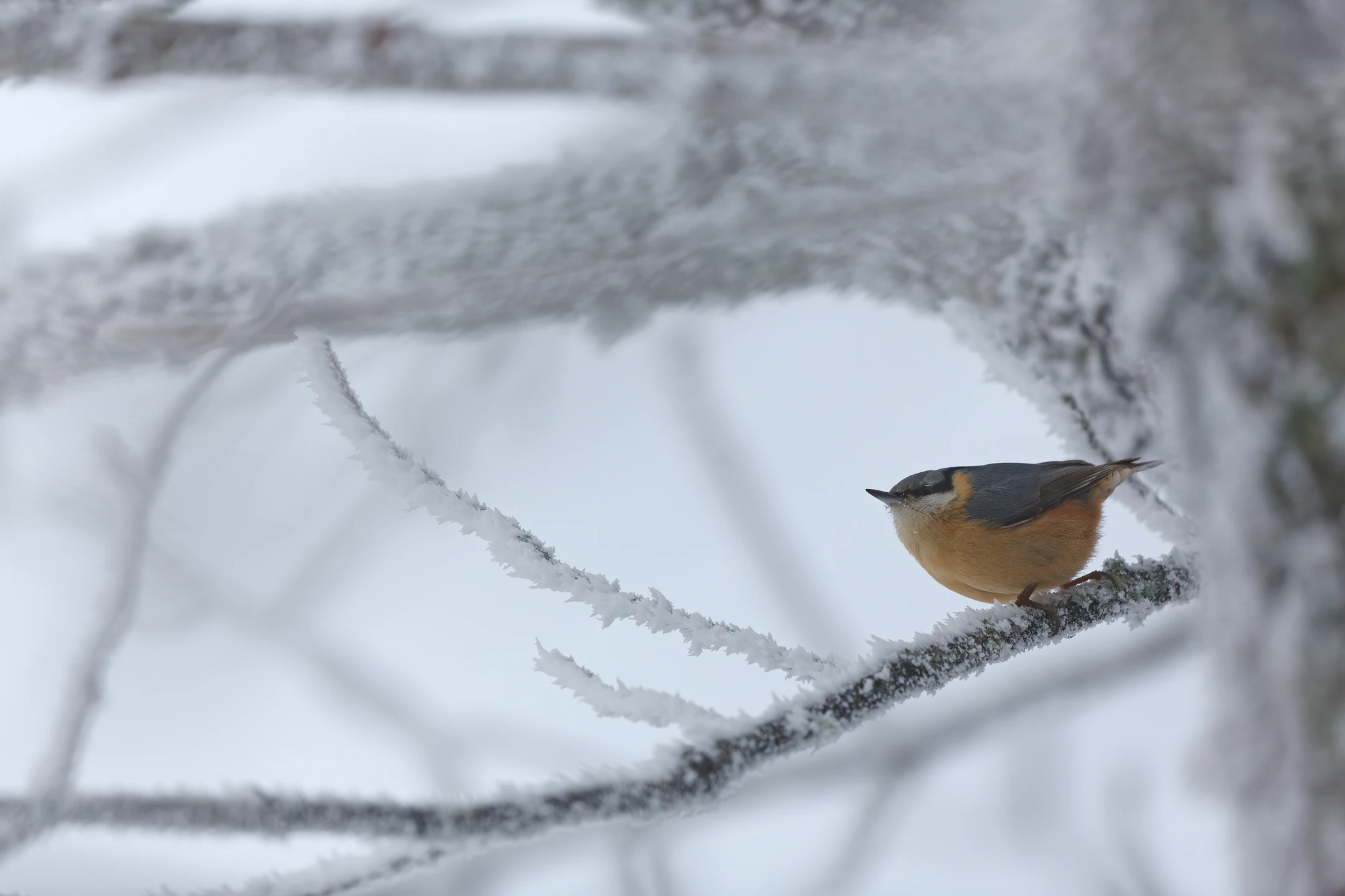 Photo : Sittelle torchepot (Sitta europaea) sur branche enneigée, Vosges.