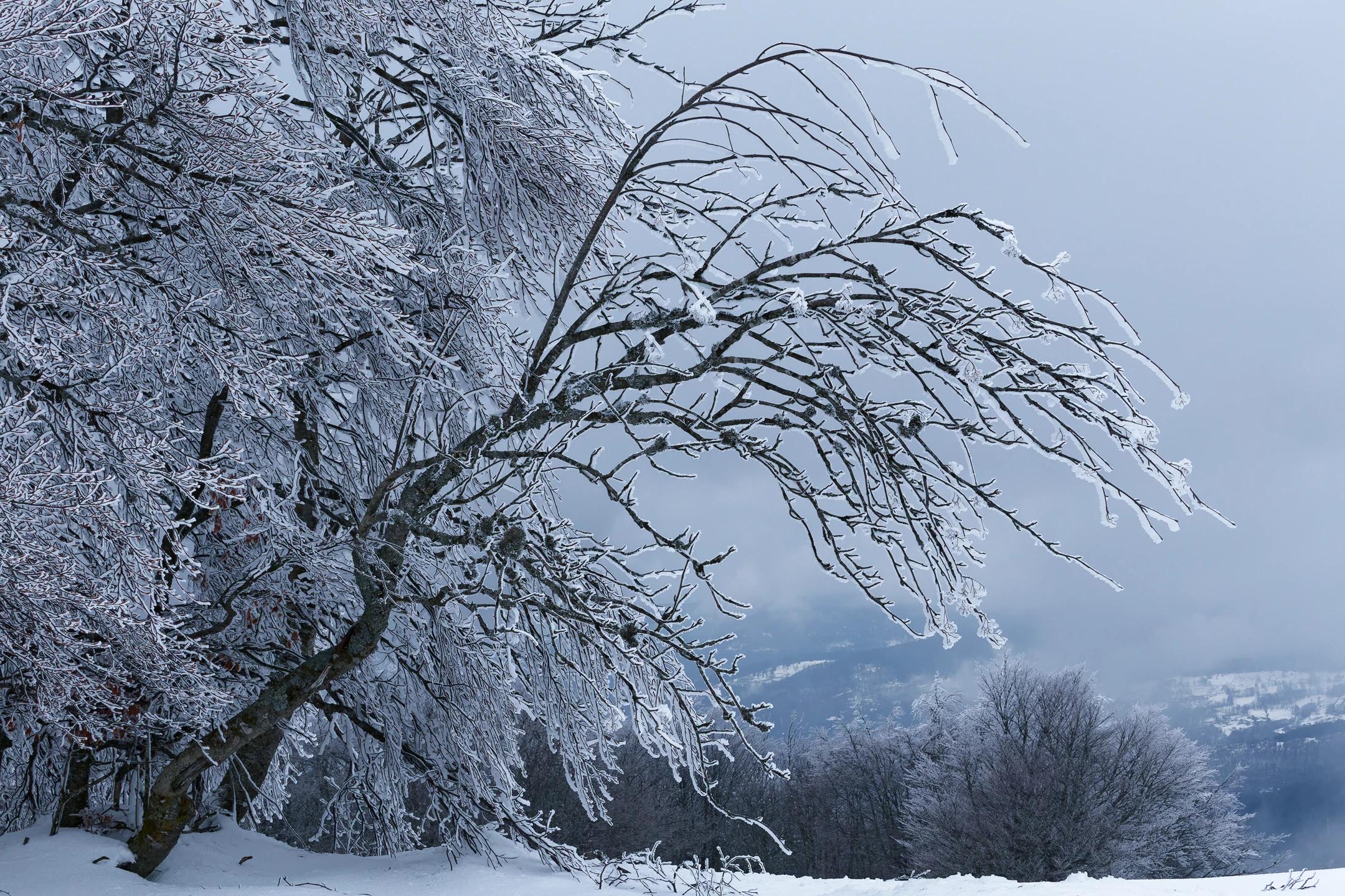 Photo : Ballon d'Alsace givré en hiver, Vosges.