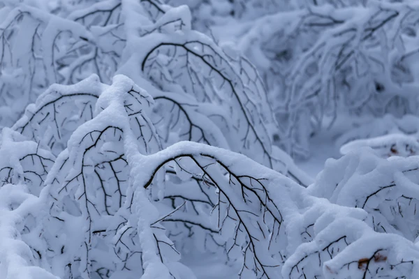 Photo : Branches saupoudrées de neige, Vosges.