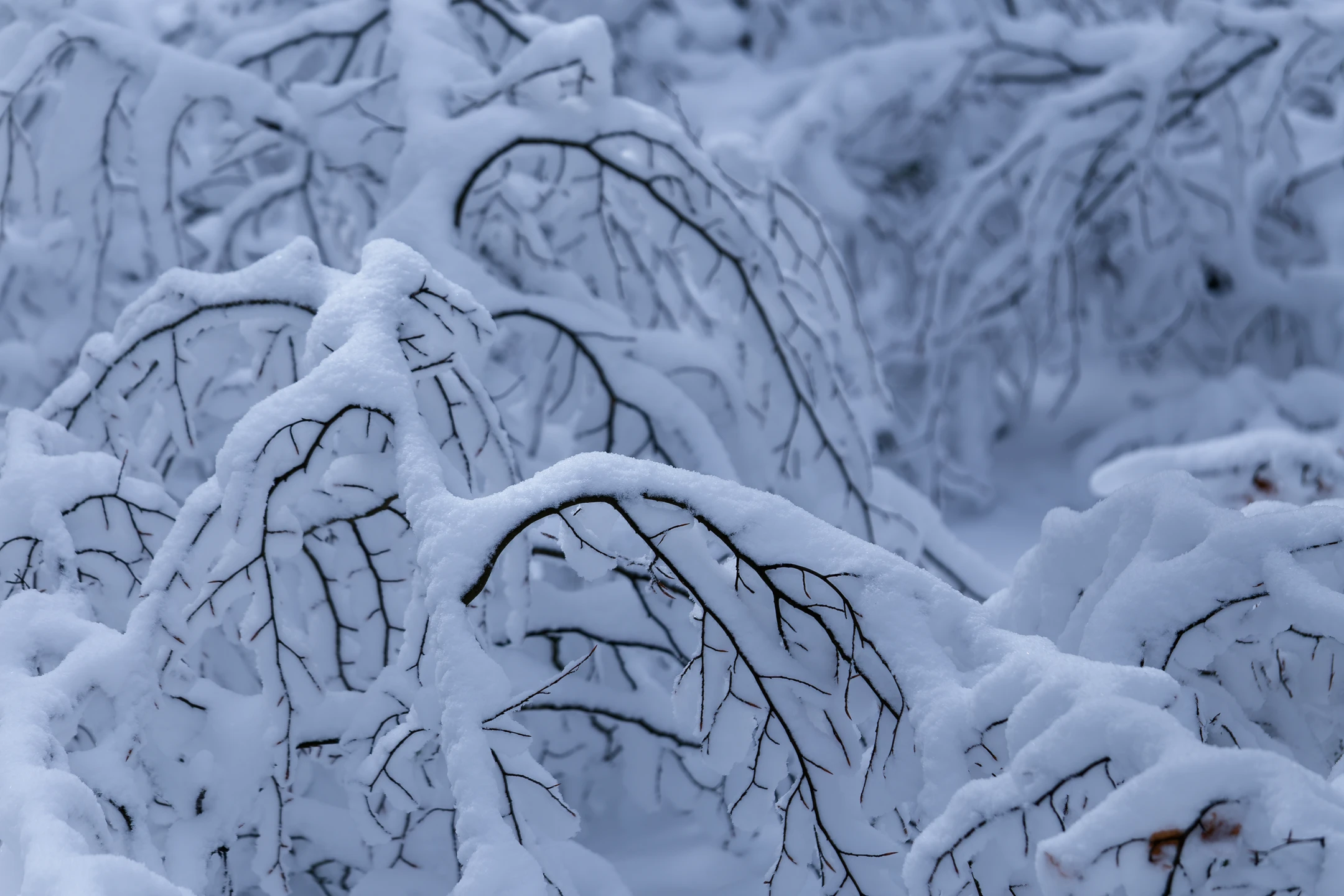Photo : Branches saupoudrées de neige, Vosges.
