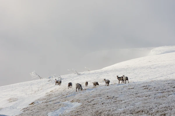 Photo : Harde de chamois (Rupicapra rupicapra) à la file indienne en hiver, Vosges.