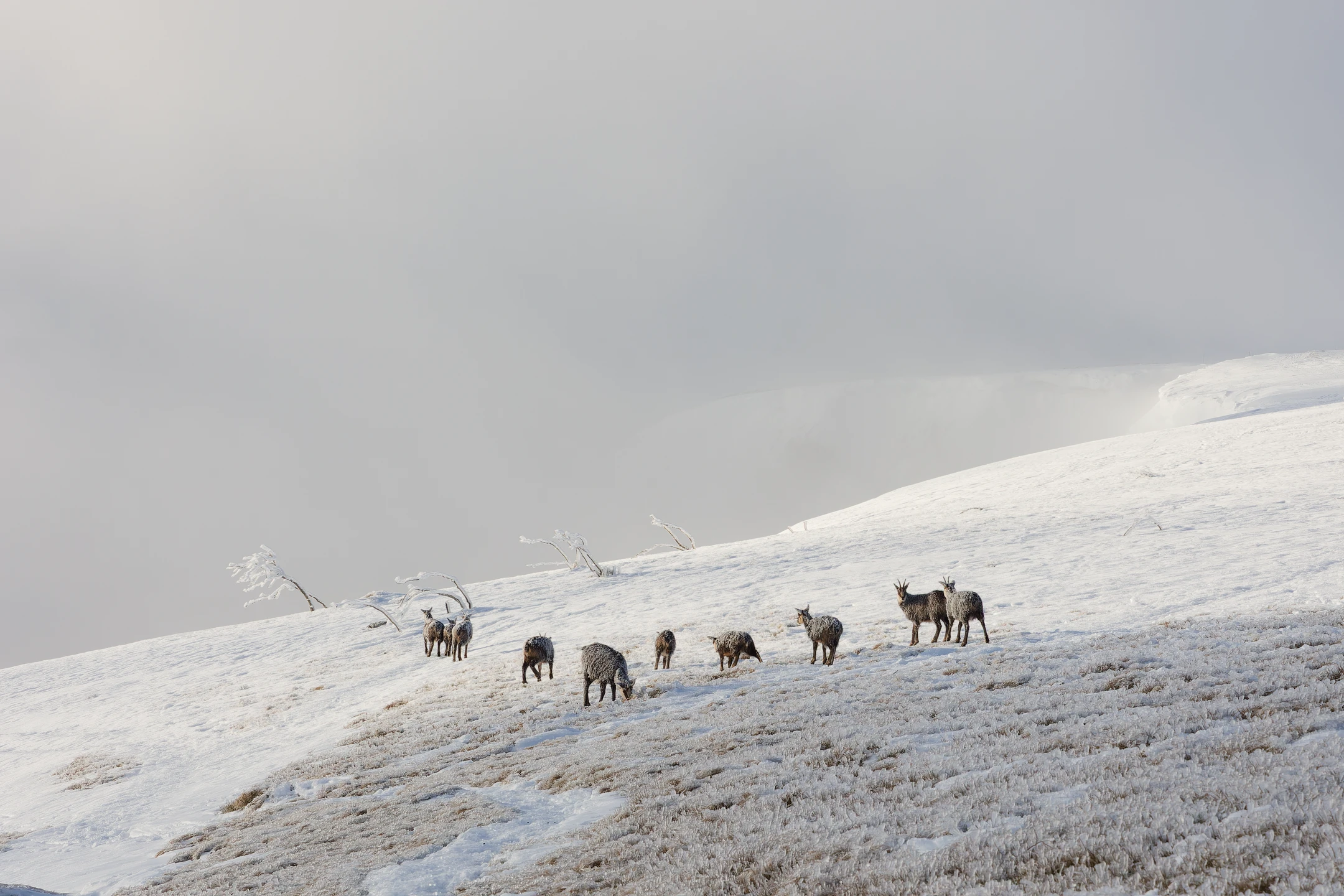 Photo : Harde de chamois (Rupicapra rupicapra) à la file indienne en hiver, Vosges.