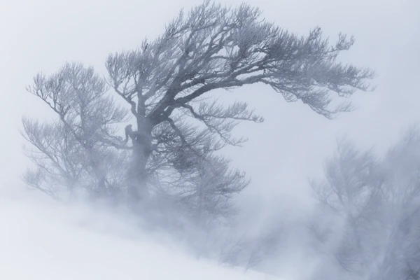 Photo : Hêtre dans une tempête de neige, Vosges.