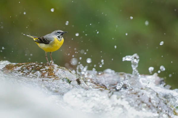 Photo : Bergeronnette des ruisseaux (Motacilla cinerea), Vosges.