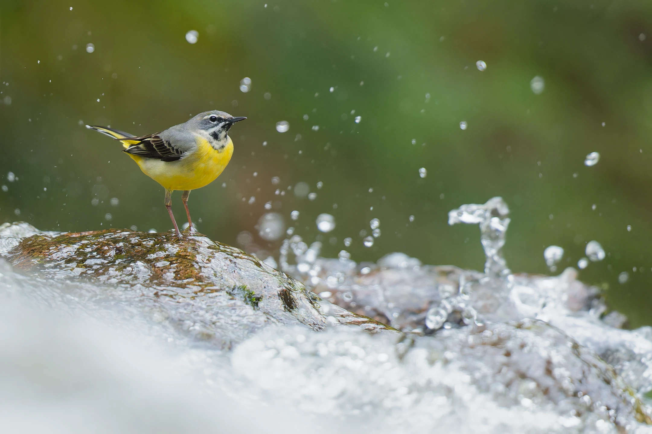 Photo : Bergeronnette des ruisseaux (Motacilla cinerea), Vosges.