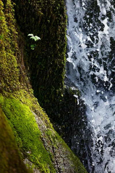 Photo : Émergence d'une pousse végétale en lisière d'une cascade moussue, Vosges.