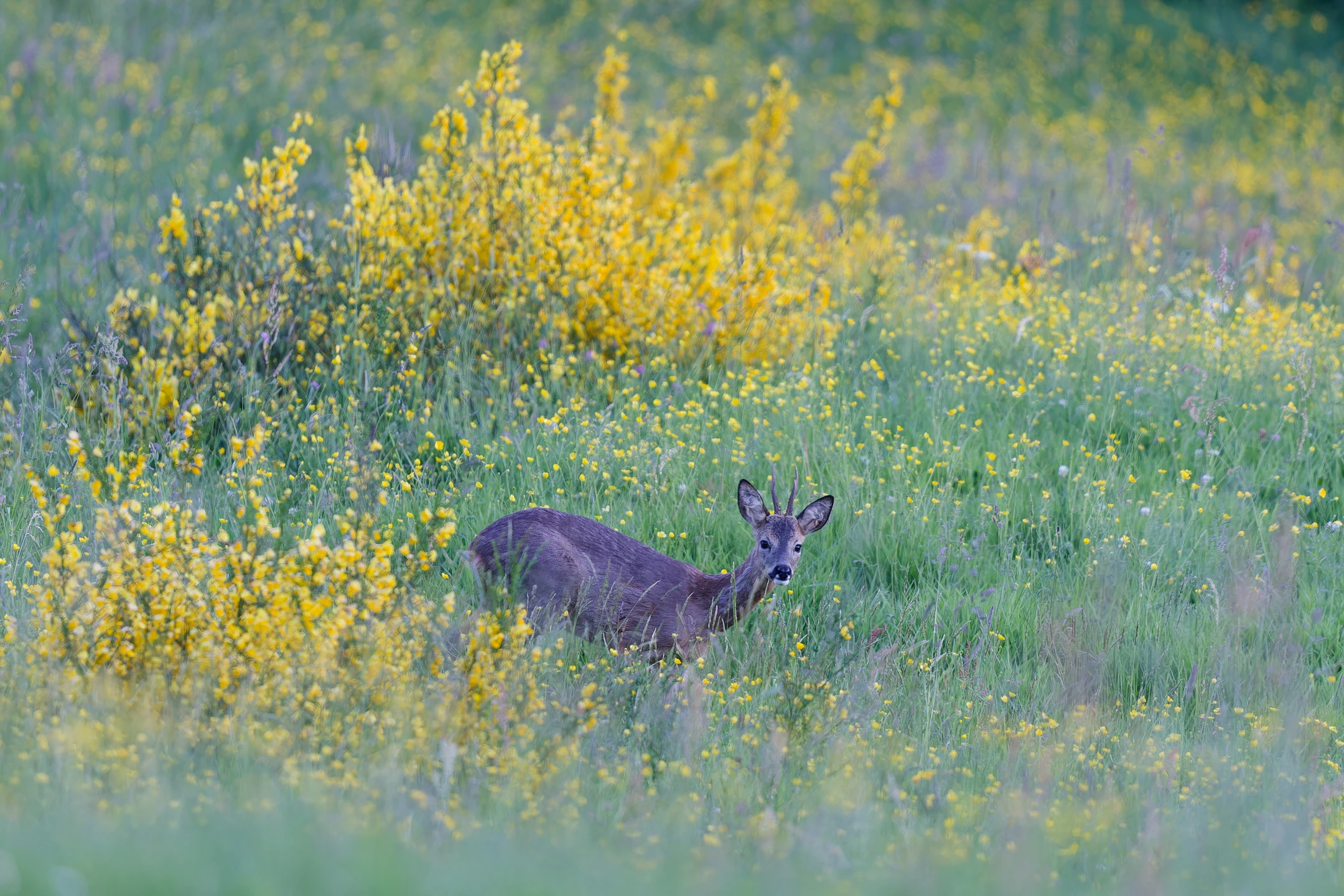 Photo : Chevreuil (Capreolus capreolus) se déplaçant au milieu des genêts, Cornimont, Vosges.