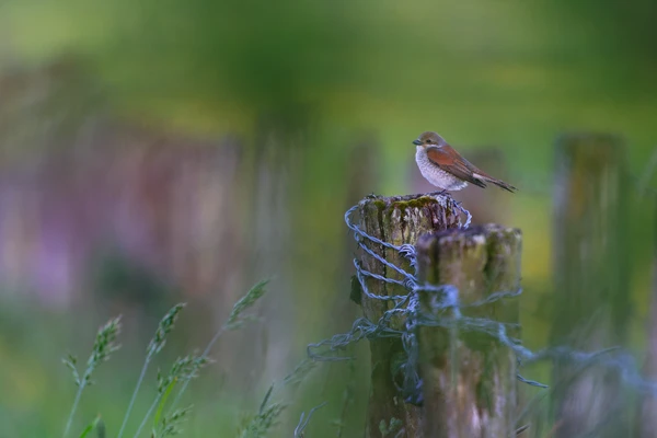 Photo : Pie-grièche écorcheur (Lanius collurio) femelle sur un piquet de clôture à barbelés, Vosges.