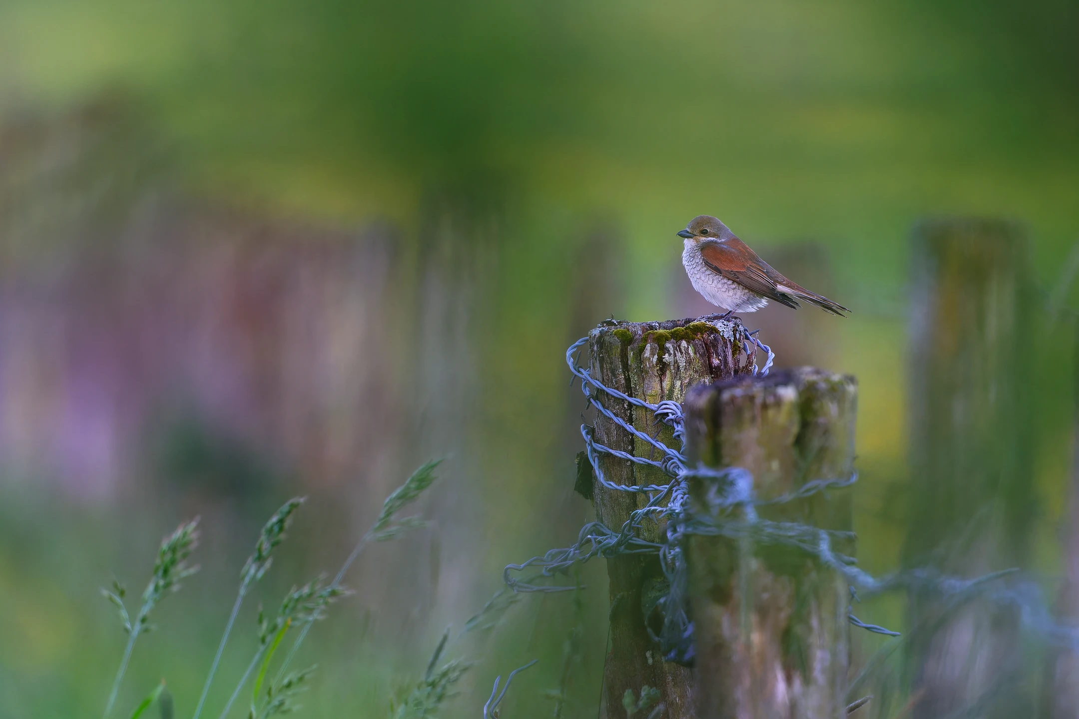 Photo : Pie-grièche écorcheur (Lanius collurio) femelle sur un piquet de clôture à barbelés, Vosges.