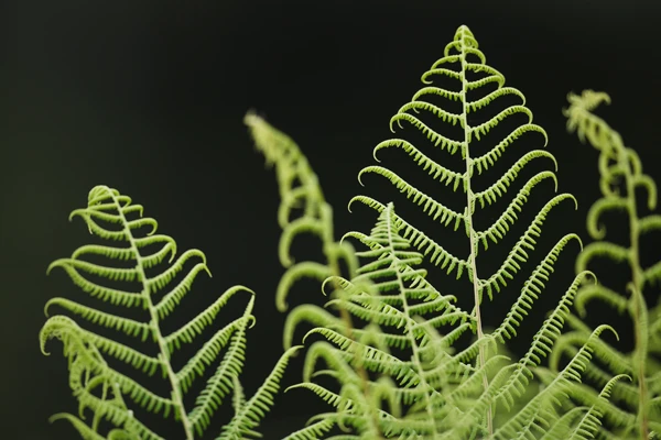 Photo : Fougère verte en sous-bois sombre, Vosges.