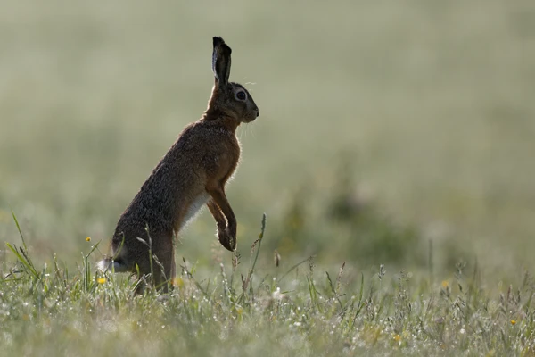Photo : Lièvre d'Europe ou Lièvre brun (Lepus europaeus), Vosges.