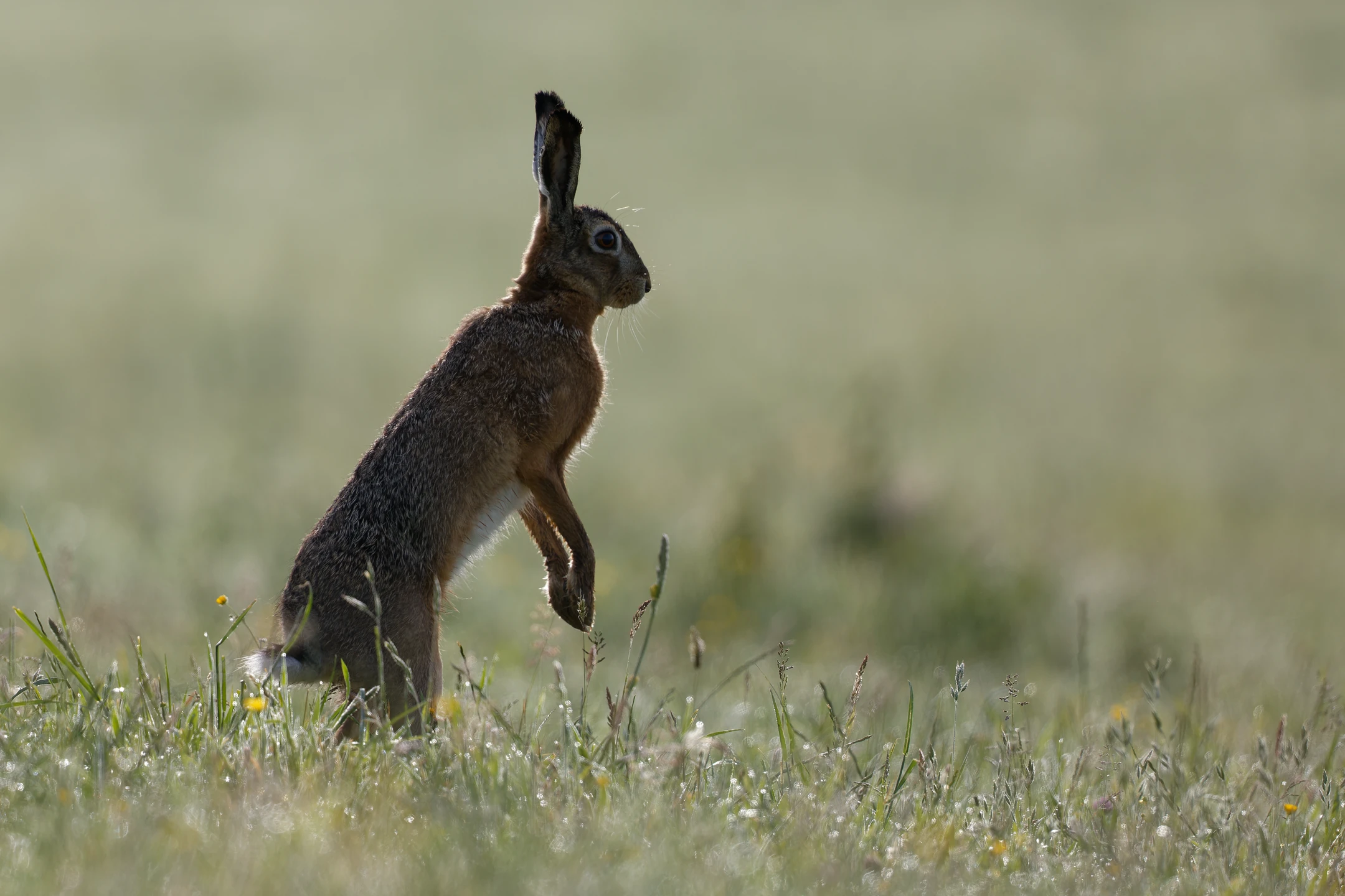 Photo : Lièvre d'Europe ou Lièvre brun (Lepus europaeus), Vosges.