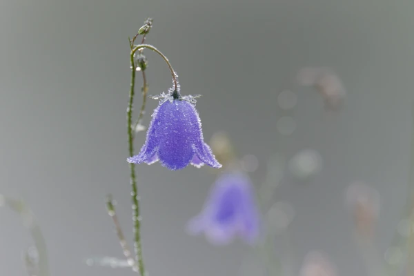 Photo : Campanule à feuilles rondes (Campanula rotundifolia) givrée, Vosges.