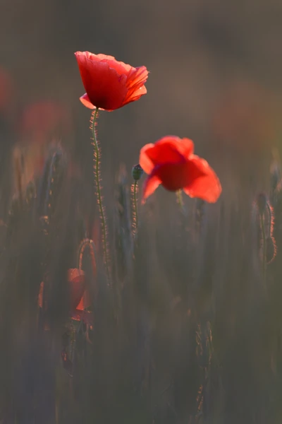 Photo : Coquelicot (Papaver rhoeas) en contre-jour, au milieu d'une prairie, au crépuscule, Vosges.