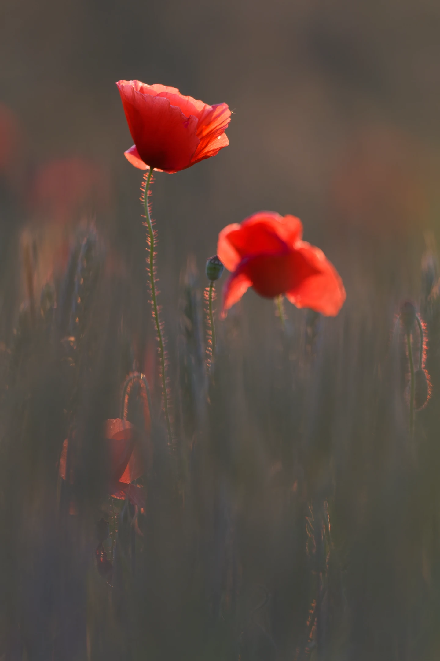 Photo : Coquelicot (Papaver rhoeas) en contre-jour, au milieu d'une prairie, au crépuscule, Vosges.