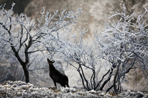 Photo : Chamois (Rupicapra rupicapra) en hiver dans le cirque glaciaire du Hohneck, Vosges.
