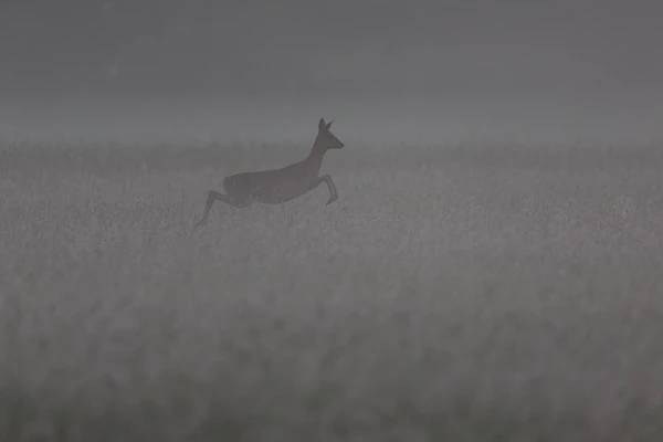 Photo : Saut de chevrette de chevreuil (Capreolus capreolus) dans les graminées, Vosges.
