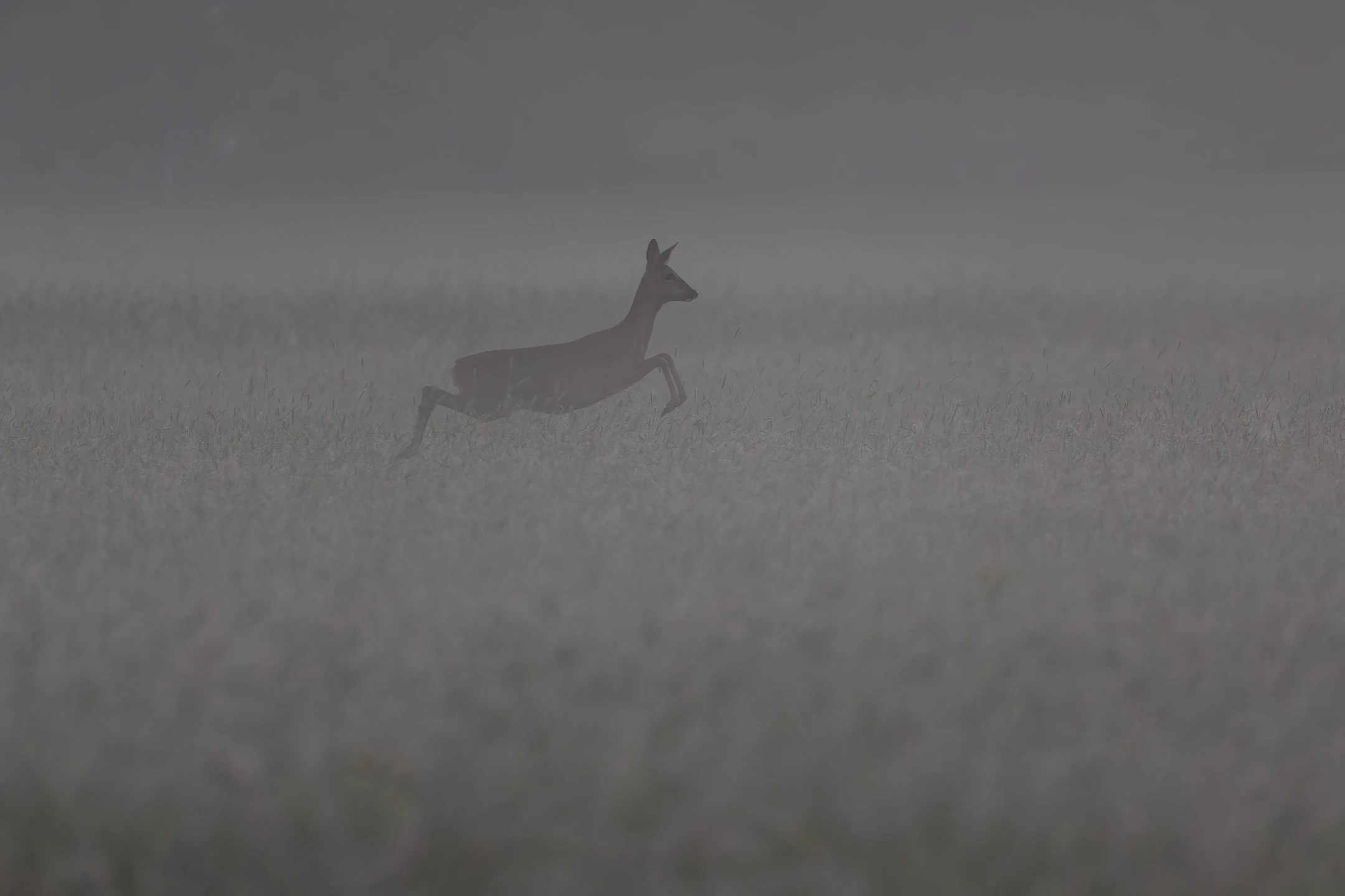 Photo : Saut de chevrette de chevreuil (Capreolus capreolus) dans les graminées, Vosges.