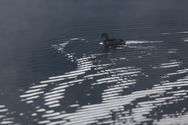 Photo : Cane de Canard colvert (Anas platyrhynchos) dans le bleu de l'étang par petite brume, Vosges.