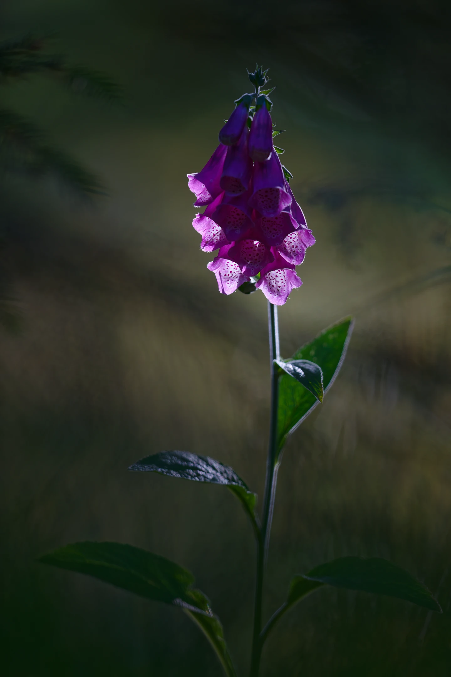 Photo : Digitale pourpre (Digitalis purpurea) en sous-bois, Vosges.