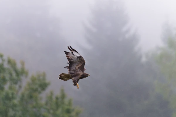 Photo : Buse variable (Buteo buteo) en vol dans la vallée du Chajoux, Vosges.
