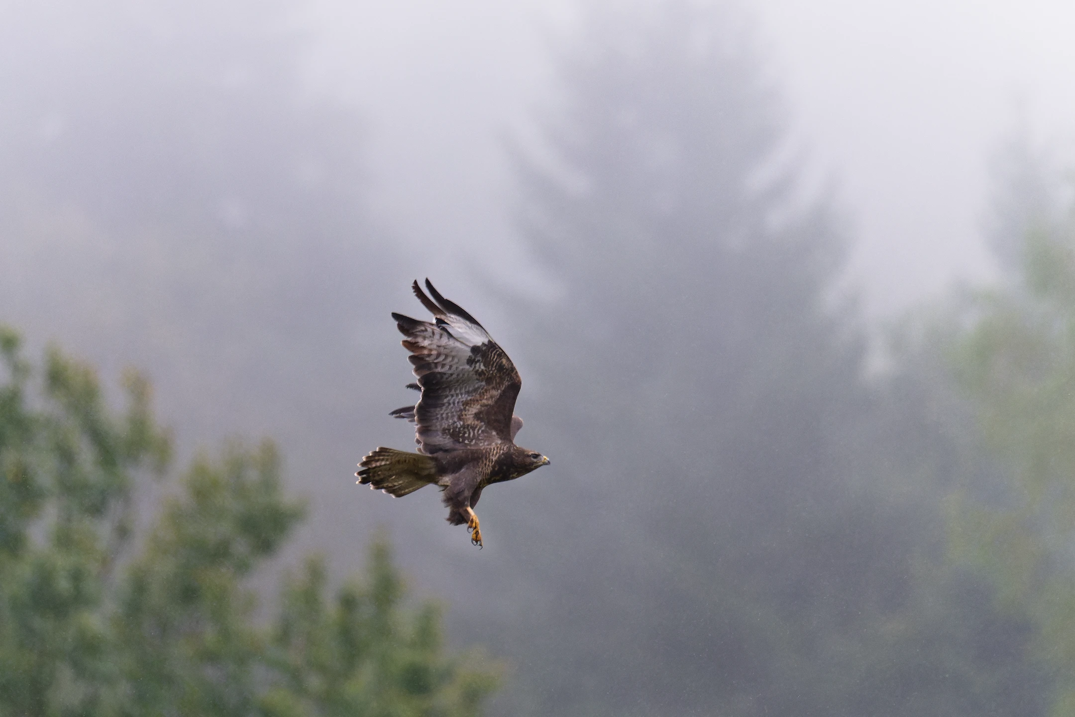 Photo : Buse variable (Buteo buteo) en vol dans la vallée du Chajoux, Vosges.