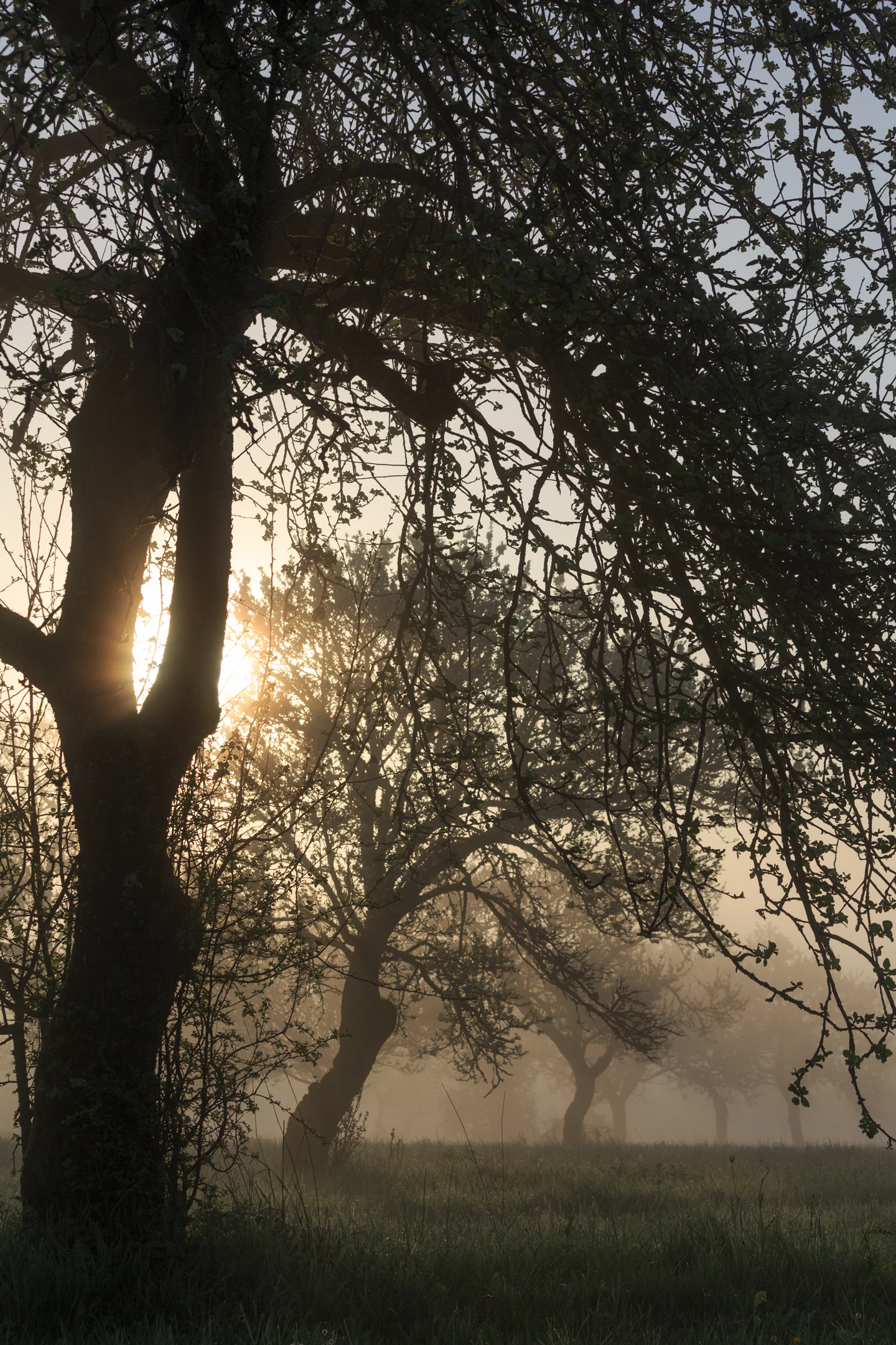 Photo : Lumière diffuse d'aube printanière dans un verger, Vosges.