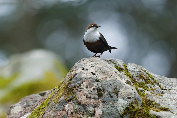 Photo : Cincle plongeur (Cinclus cinclus) et sa membrane nictitante bien visible, Vosges.