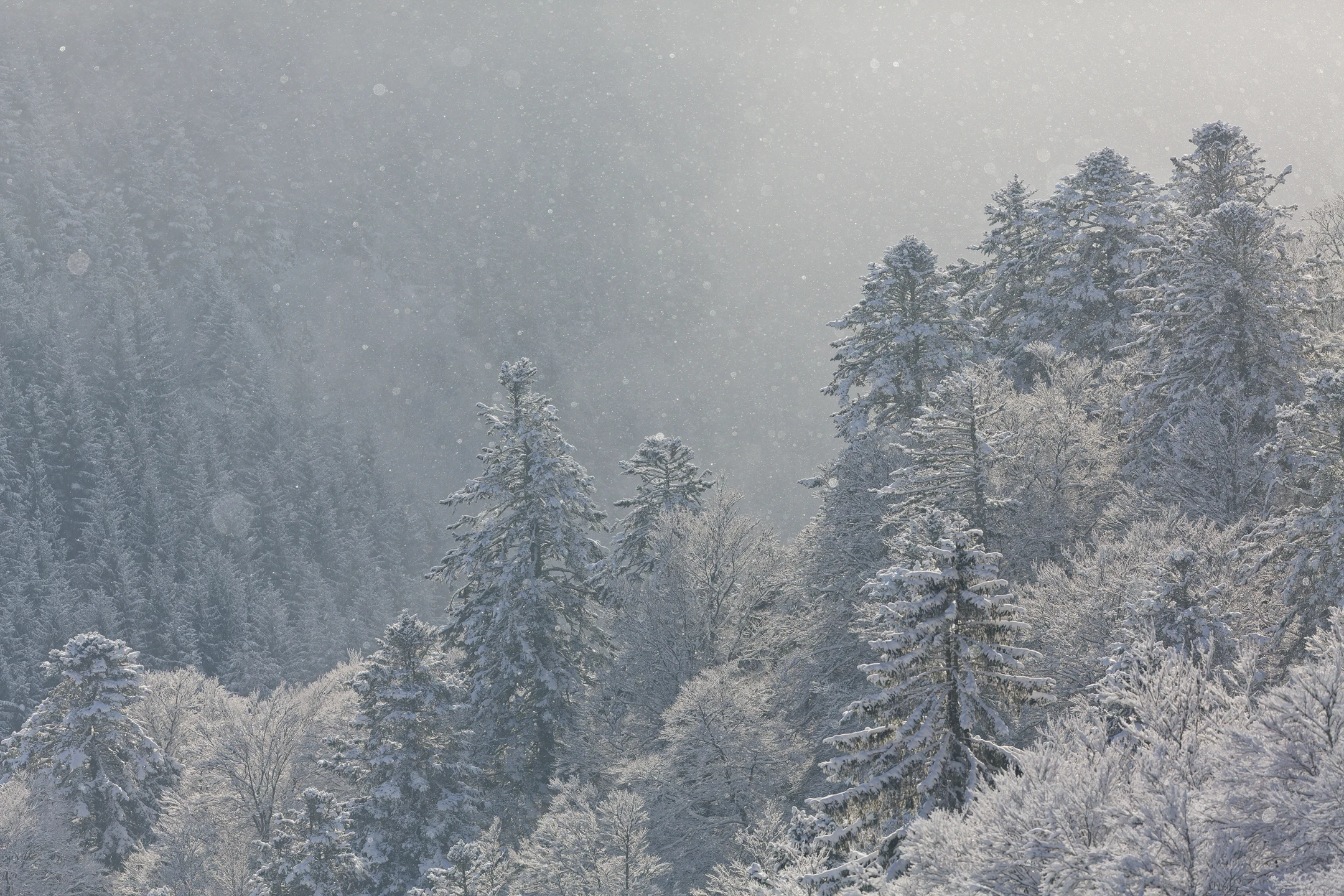 Photo : Neige cendrée sur les Hautes Vosges.
